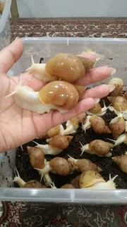 حلزون (کلاژن ساز طبیعی)